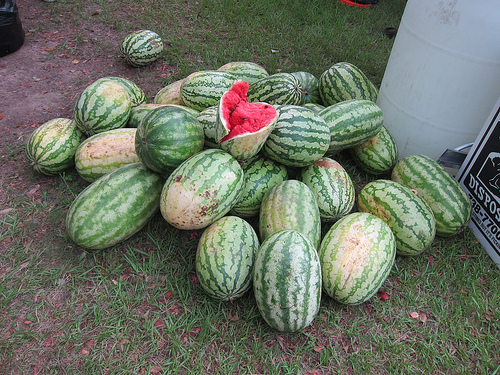 great watermelon
